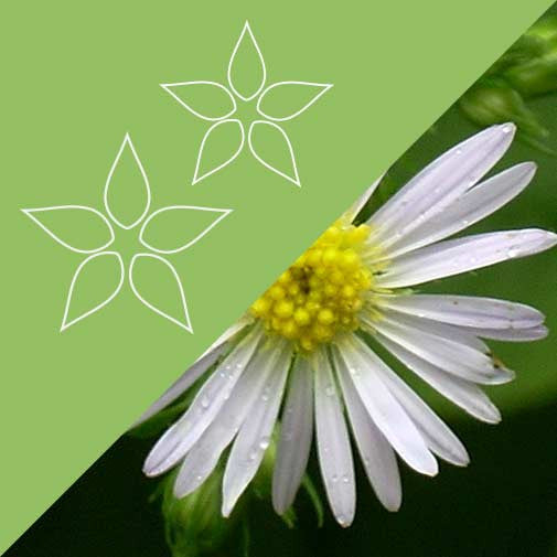 Aster Blend
