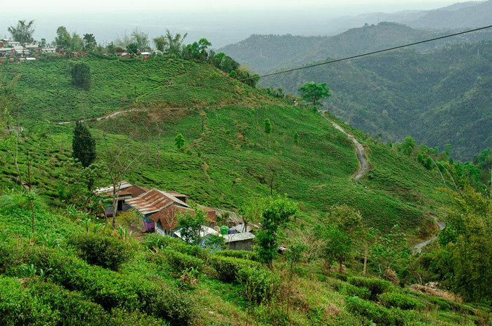 Ticket to Darjeeling 2026 1st Flush Collection