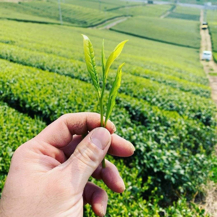 Kurihara Tea #22: Hachijyuhachiya Shincha - May 1st, 2022, Harvested Sencha 八十八夜新茶 - Yunomi.life