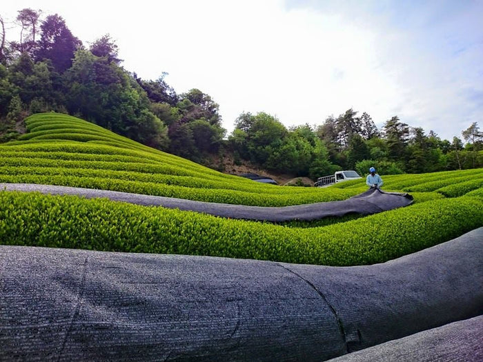 Azuma Tea Garden: "Samidori no Ka" Matcha Cultivar Series Samidori, Standard Ceremonial Grade 早緑の馨 - Yunomi.life