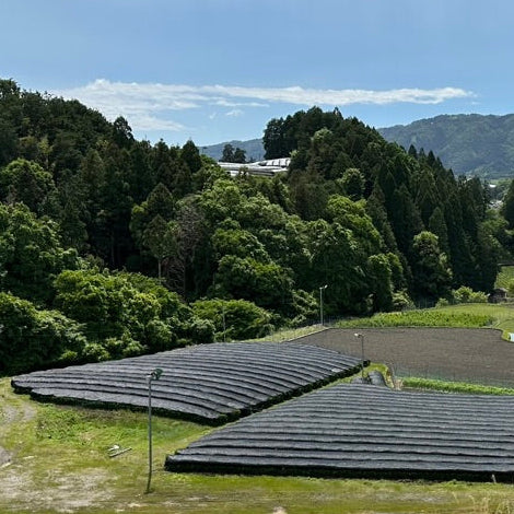 Direct shading by machine harvested tea field in Kyoto