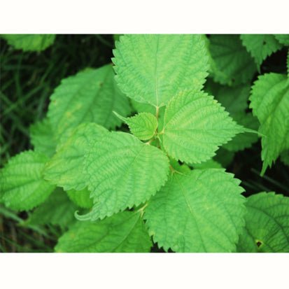 Chasandai: Ume Shiso Bancha (Plum & Perilla Green Tea Bags (5g x 8) - Yunomi.life