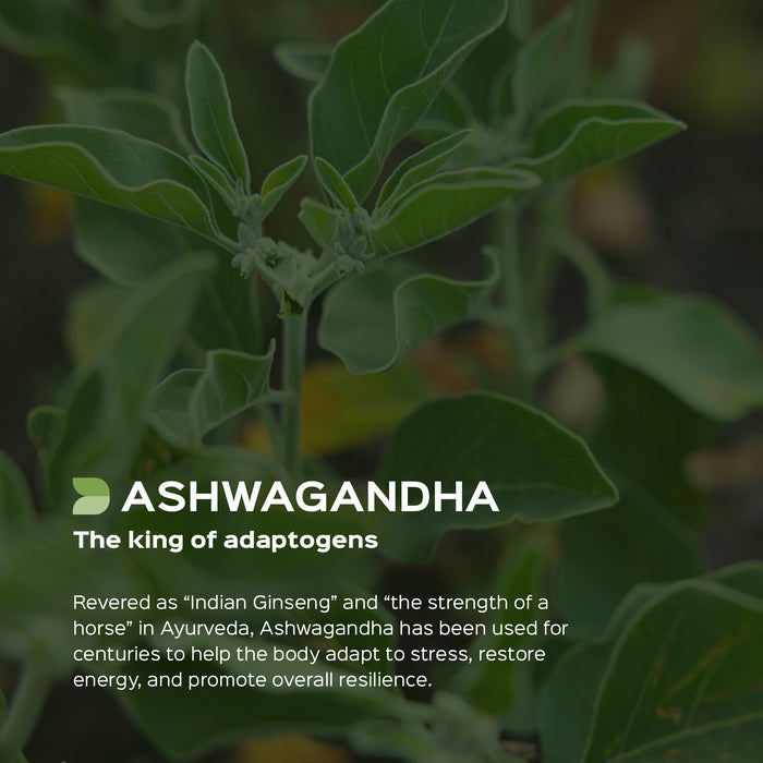 Ashwagandha root  (Withania somnifera) dry Extract - 2.5% Total Withanolides by Gravimetry