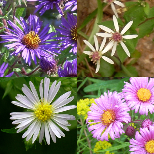 Aster Set