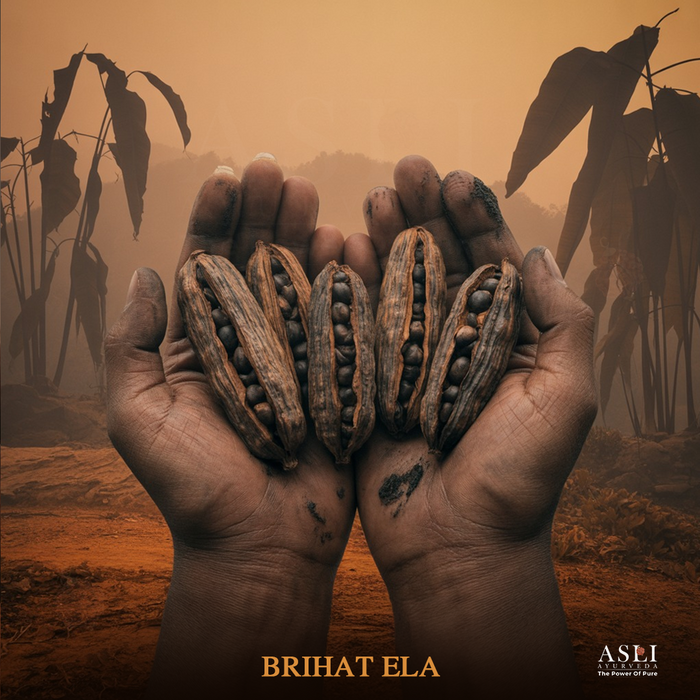 BRIHAT ELA (Badi Elaichi)