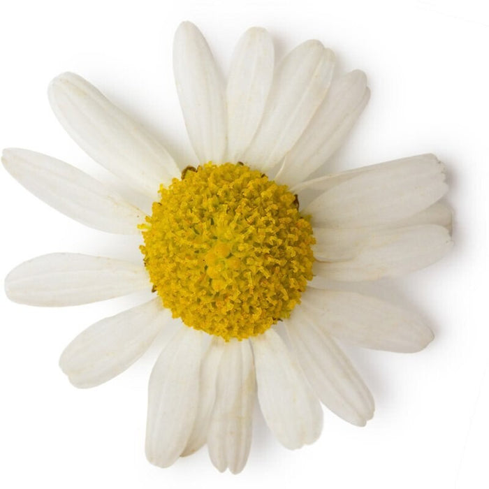 Chamomile Essential Oil - Roman ( 30 ml ) - زيت البابونج الاساسي - روماني