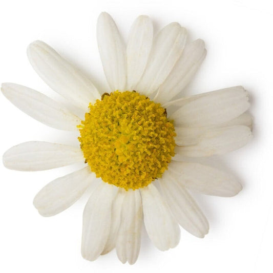 Chamomile Essential Oil - Roman ( 30 ml ) - زيت البابونج الاساسي - روماني
