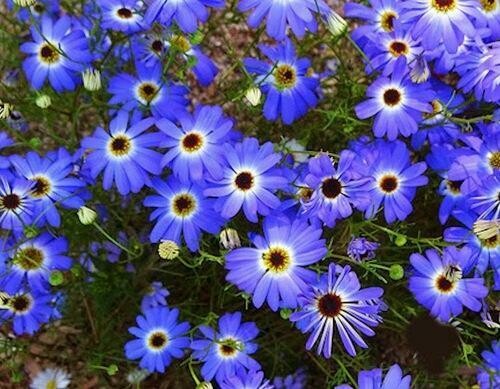 Chamomile German Blue Essential Oil (30 ml) - زيت البابونج الألماني الأزرق الاساسي