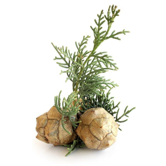 Cypress Essential Oil - زيت السرو الاساسي