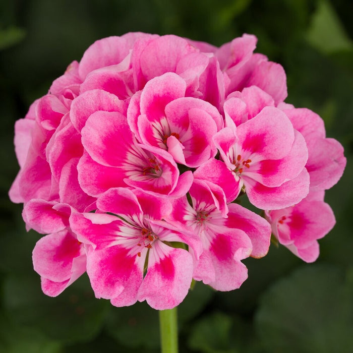 Geranium essential oil (30 ml ) - زيت إبرة الراعي الاساسي