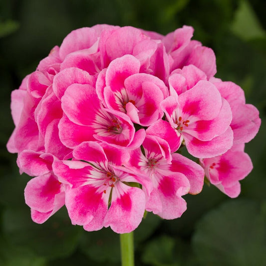 Geranium essential oil (30 ml ) - زيت إبرة الراعي الاساسي