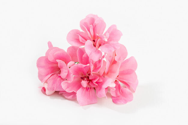 Geranium essential oil (30 ml ) - زيت إبرة الراعي الاساسي
