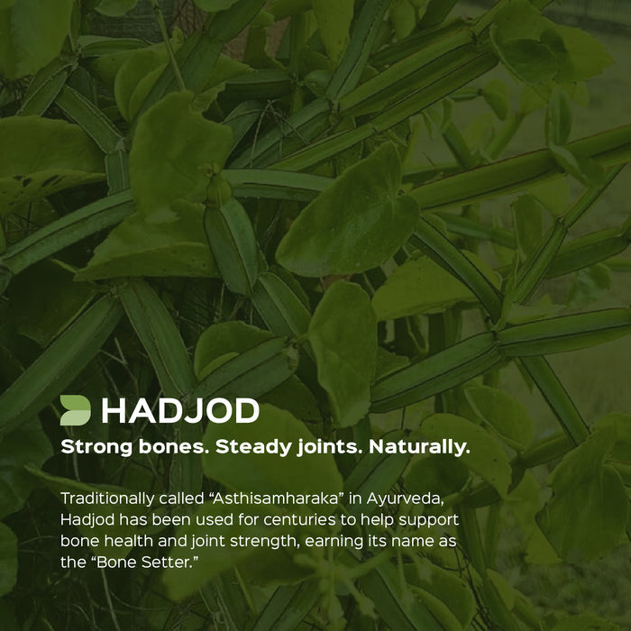 Hadjod (Cissus Quadragularis) dry Extract - 2.5% 3-Keto steroids by Gravimetry