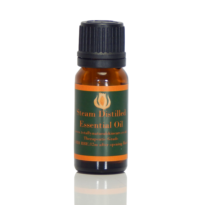 Helichrysum Essential Oil - Helichrysum angustifolia