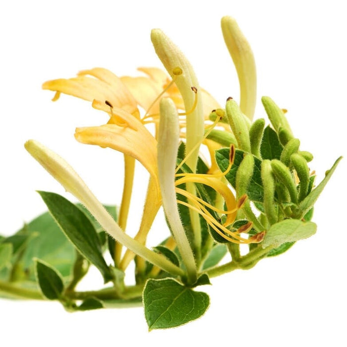 Honeysuckle essential oil (30 ml) - زيت زهر العسل الاساسي