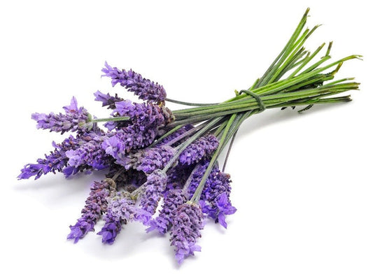 Lavender 40/42 essential oil - زيت اللافندر الاساسي 40/42