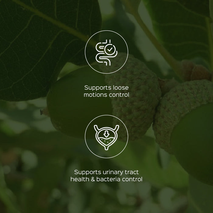 Majuphal Galls Powder ( Quercus infectoria )