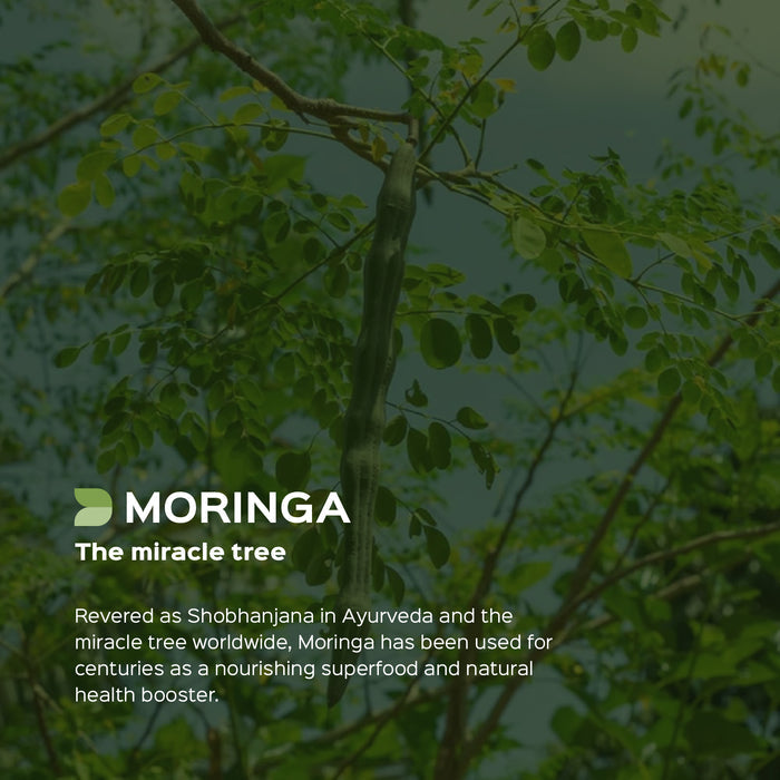 Moringa/ Shigru (Moringa Oleifera) Dry Extract - 30% Saponins by Gravimetry