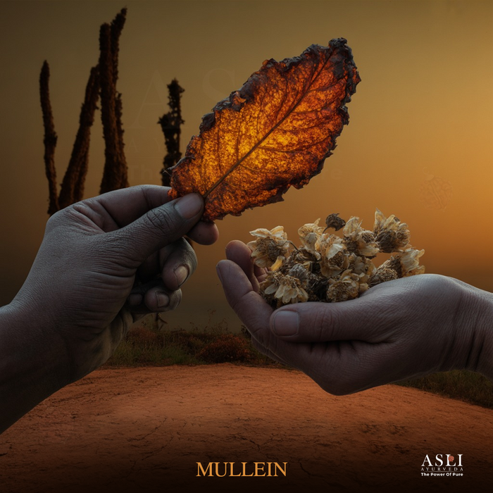 MULLEIN