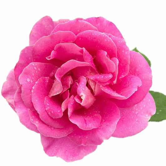 Rose Essential Oil - زيت الورد الاساسي