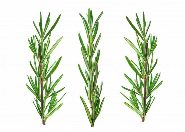 Rosemary essential oil - زيت إكليل الجبل الاساسي