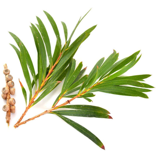 Tea tree essential oil - زيت شجرة الشاي الاساسي