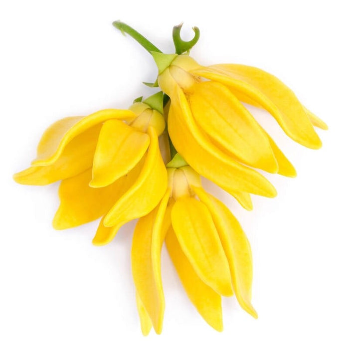 Ylang ylang essential oil - زيت اليلانغ يلانغ الاساسي